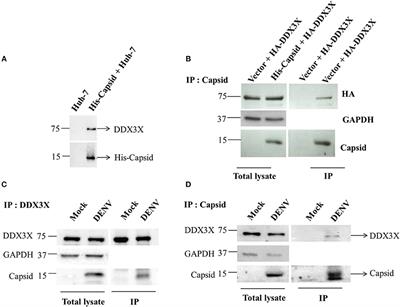 Dengue Virus Capsid Interacts with DDX3X–A Potential Mechanism for Suppression of Antiviral Functions in Dengue Infection